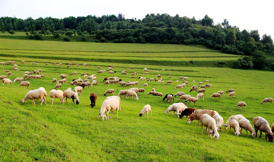 1532397097831890.jpg 18072310472e99f9ff78a54d41 副本.jpg