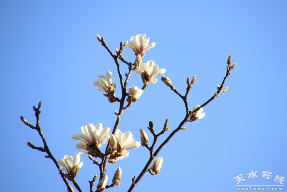 1520901495396365.jpg 1.jpg