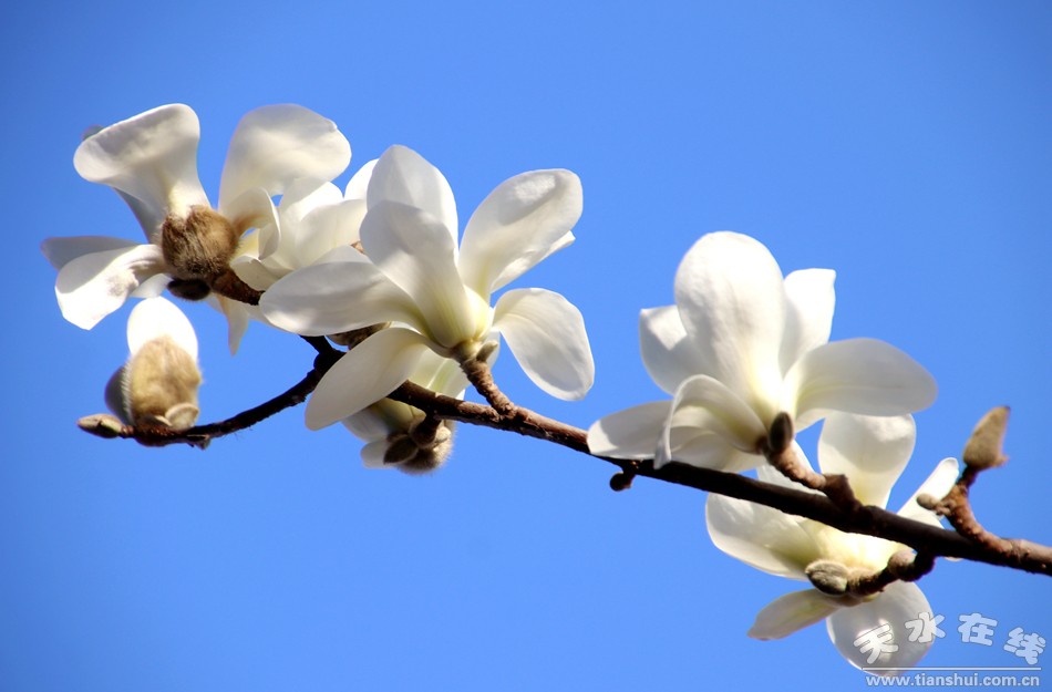 1520901534699438.jpg 3.jpg