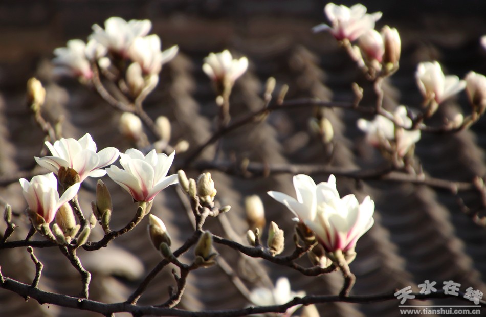 1520901554114004.jpg 4.jpg