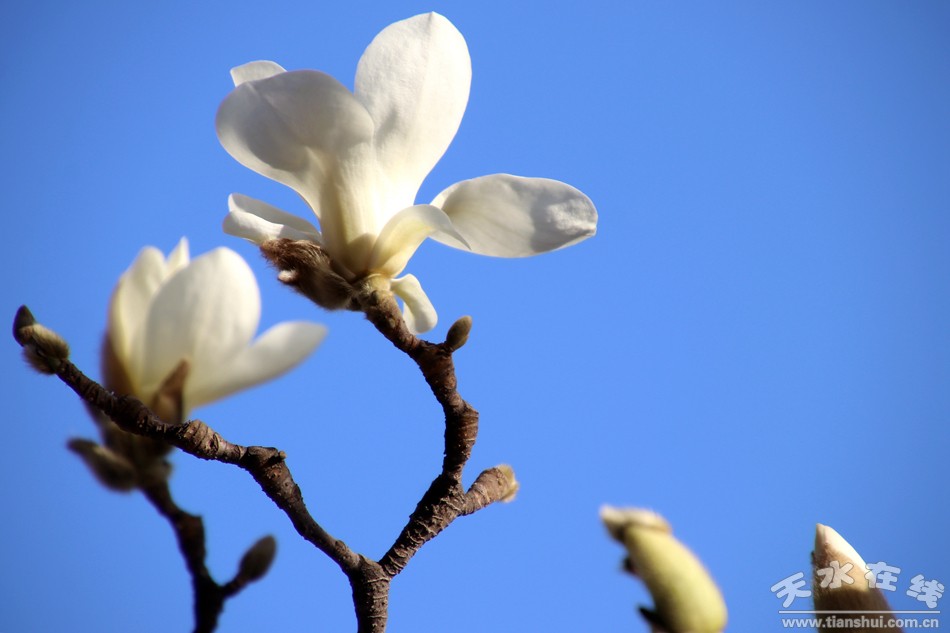 1520901510242742.jpg 2.jpg