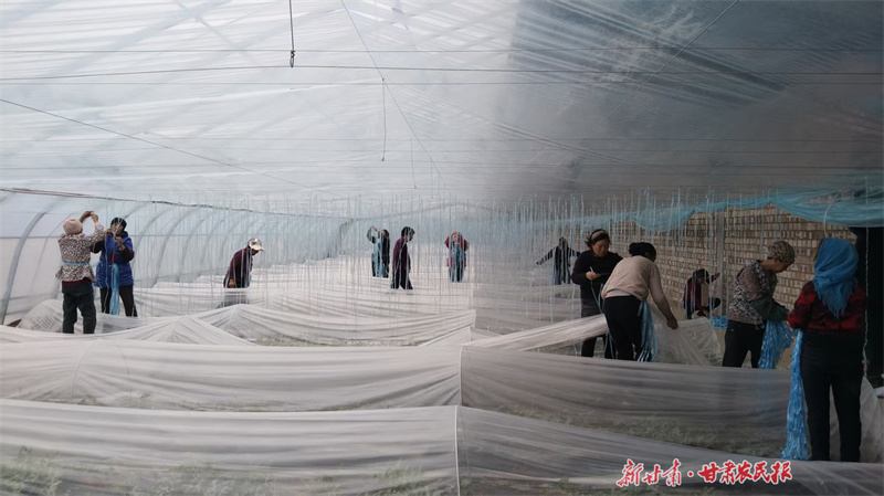 工人正在给瓜苗搭棚