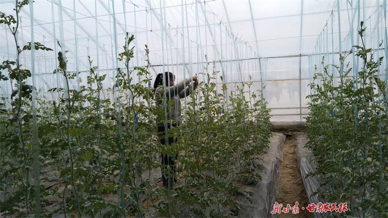 工人正在棚内忙碌