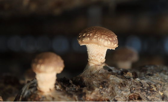 清水::撑起保护伞 采收致富菇1195.png