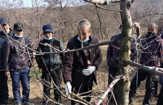 2023年第5期 秦州区科技局开展果品产业提质增效实用技术培训293.png