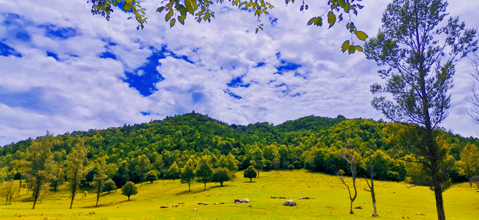 张川牧场.jpg 张川牧场.jpg