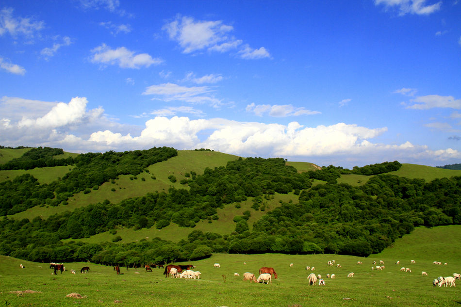 张家川县关山草原老爷岭景区 (3)(1).jpg 张家川县关山草原老爷岭景区 (3)(1).jpg