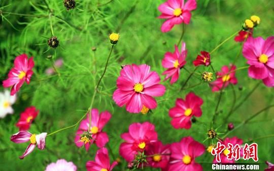 1507864810638290.jpg 9.jpg