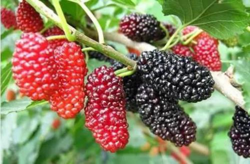 1527214886577013.jpg IMGb083fe7c56814771497805.jpg