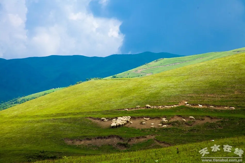 src=http___www.tianshui.com.cn_Files251_BeyondPic_2016-8_10_160809154478bca7888659d558.jpg&refer=http___www.tianshui.com.webp.jpg src=http___www.tianshui.com.cn_Files251_BeyondPic_2016-8_10_160809154478bca7888659d558.jpg&refer=http___www.tianshui.com.webp.jpg