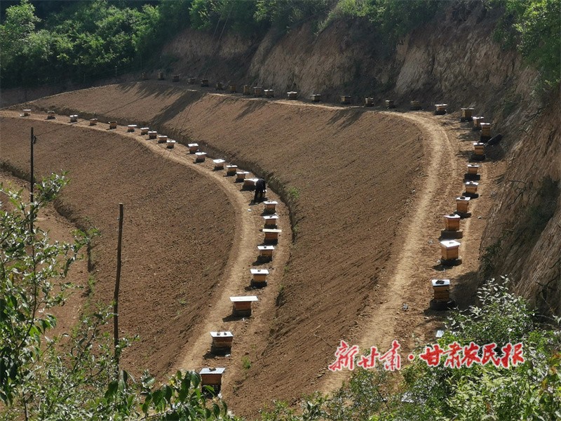 1755252366439445.jpg 曹家沟村中蜂养殖场.jpg