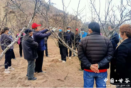 甘谷县开展2021年春季果园管理实用技术培训 (1)342.png