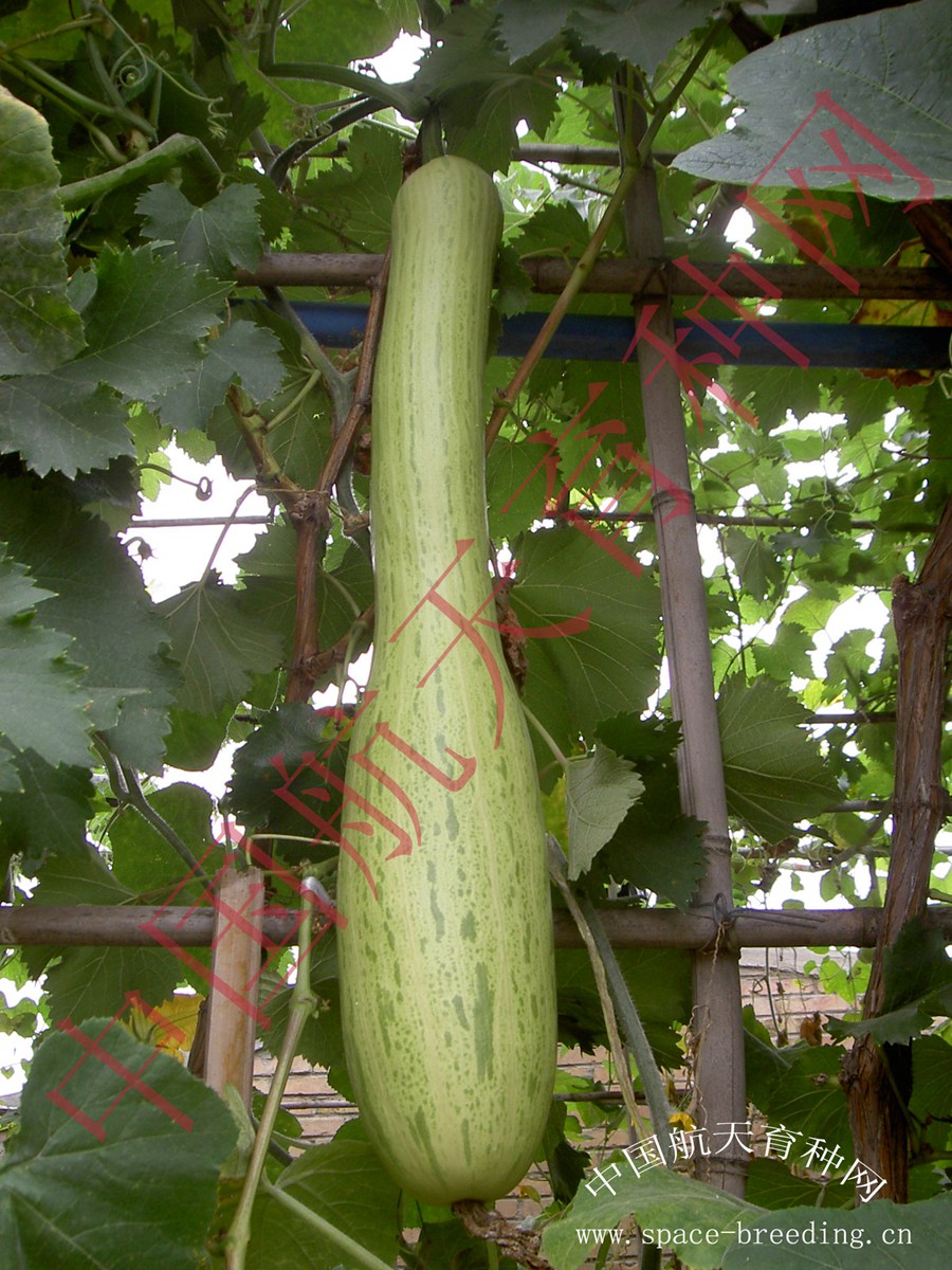 Konica Corporation101.jpg