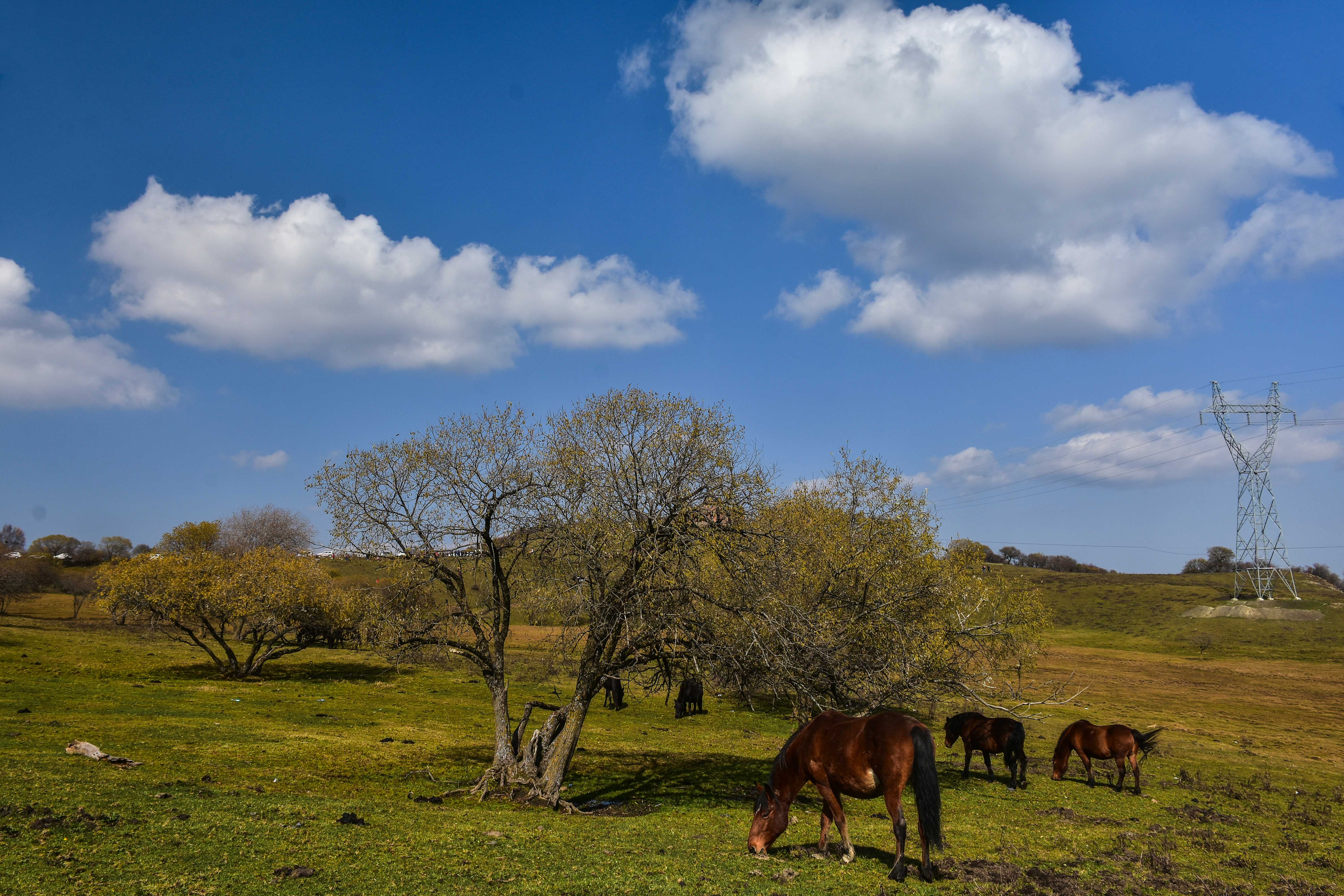 1511515228115682.jpg 秦家塬风光17 陈治平.jpg