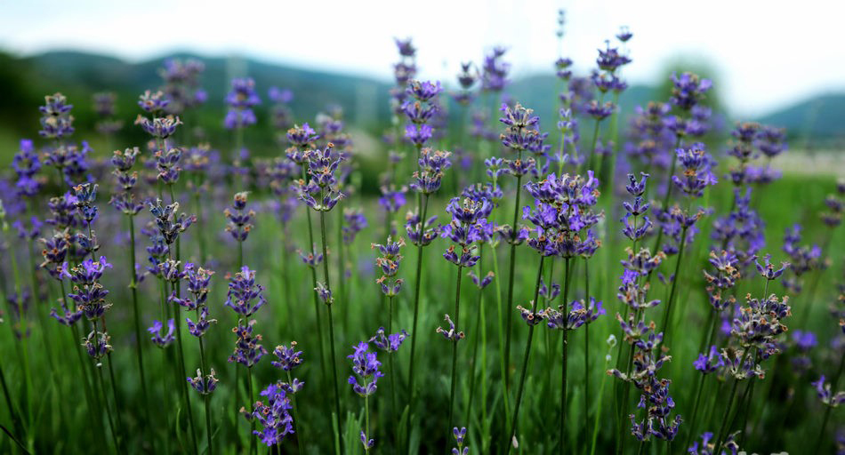 1531792726137314.jpg 2.jpg