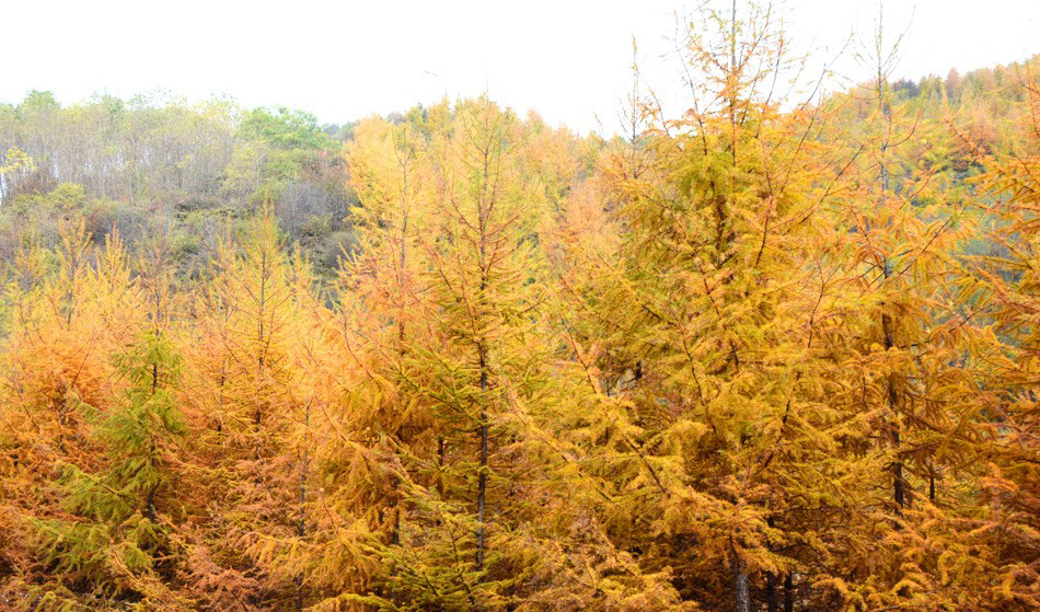 1541039671340424.jpg 1810311713555e44c773242bde 副本.jpg