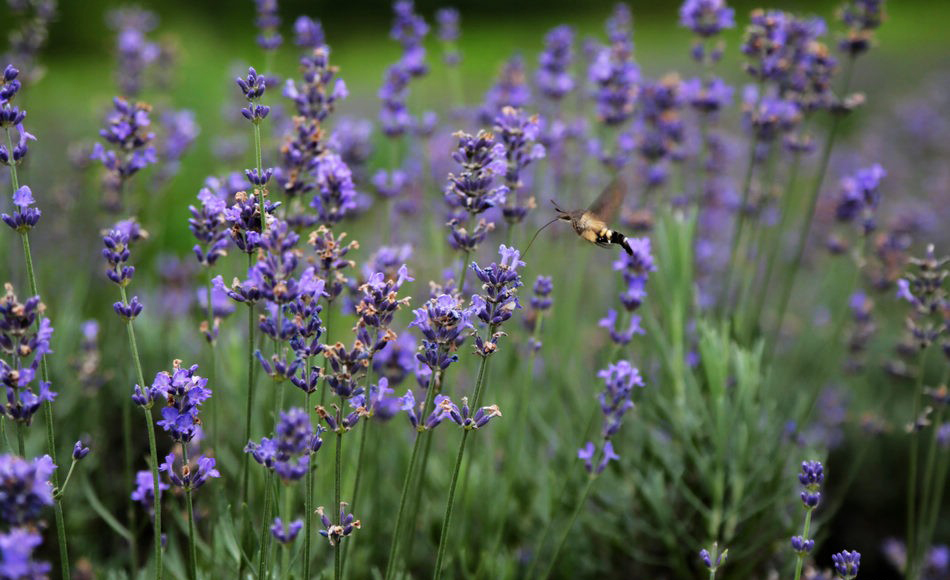 1531792757307763.jpg 6.jpg