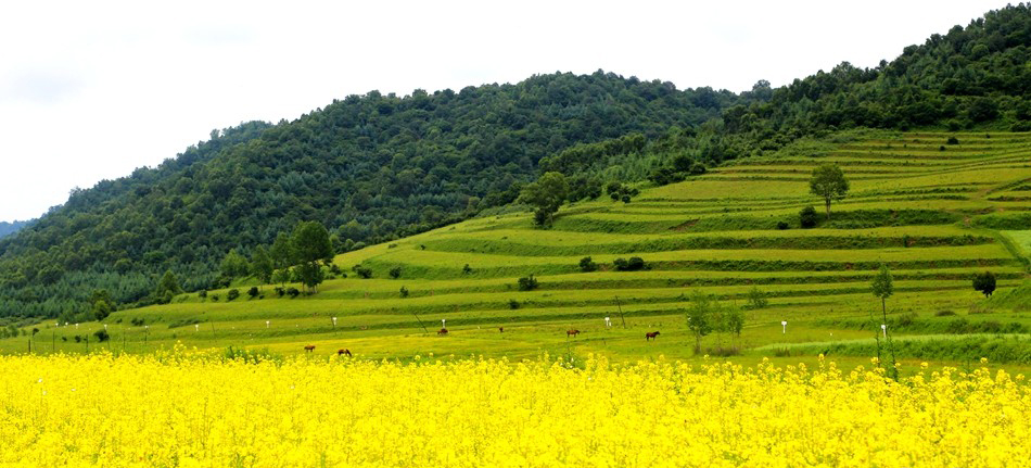 1531792743188479.jpg 4.jpg