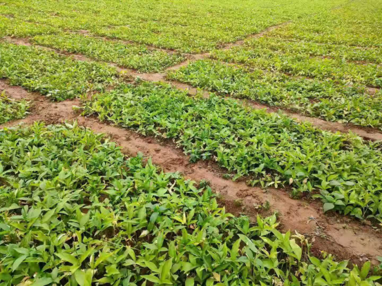 科技兴农出实招 扶持产业为群156.png