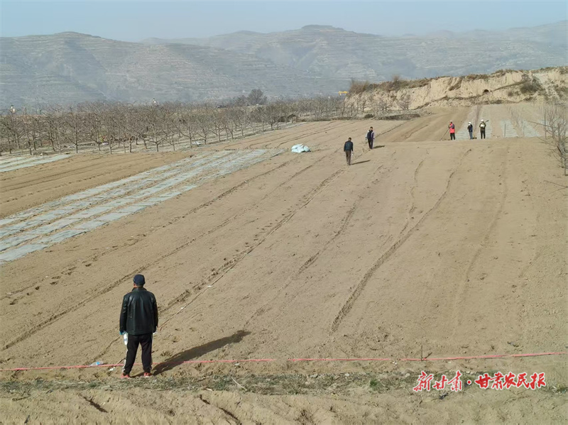 在静宁县余湾乡王坪村的老旧果园改造现场,果农正在规划放线