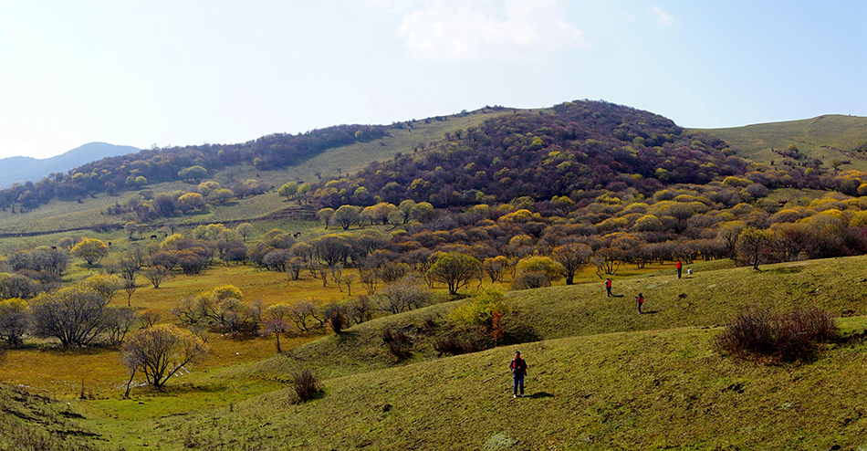 1509419256340768.jpg 张涛随拍5.JPG