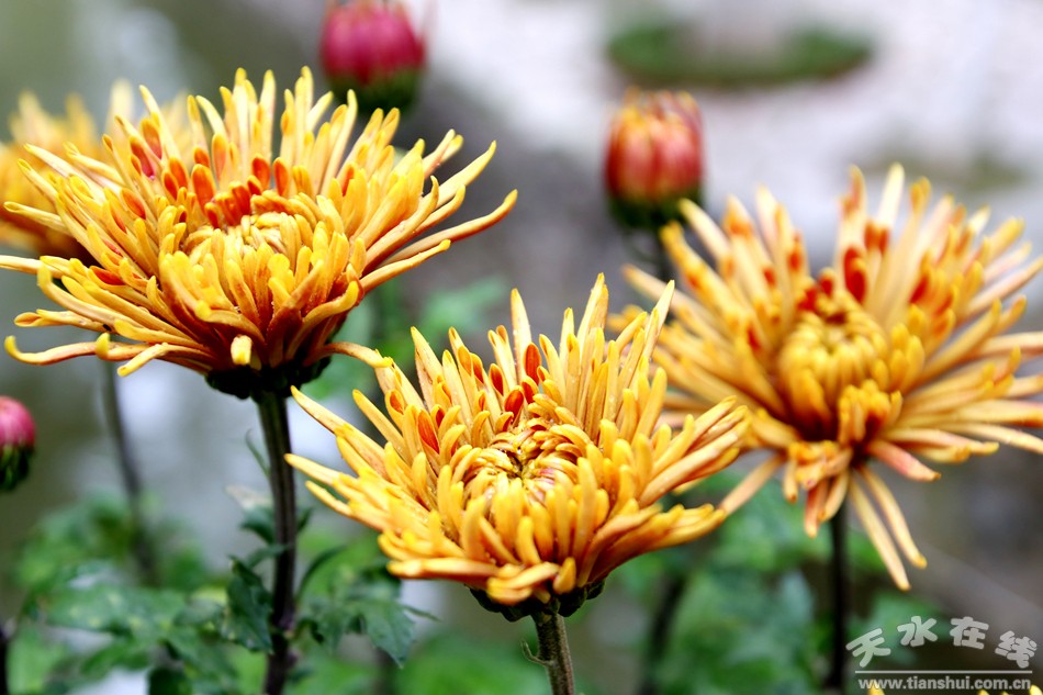 1508208255118685.jpg 21.jpg