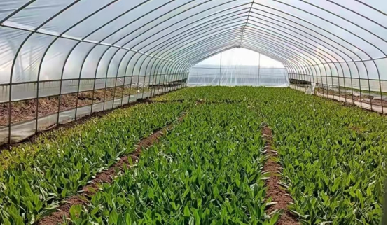 实行行政技术双包抓 夯实设施农业发展基石——白驼河流域蔬菜大棚焕发新生机235.png