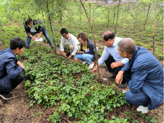 2022年第50期 秦州区科技局组织专家对“心叶淫羊藿人工驯化栽培试验”项目进行现场检测298.png