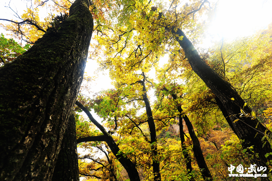 1509676761735800.jpg 3.jpg