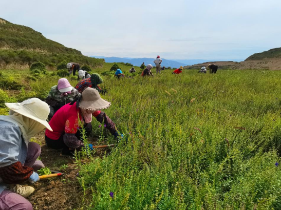 武山县鸳鸯镇费山村:金秋风吹黄芩香 集体丰收奏华章WPS文字文档181.png