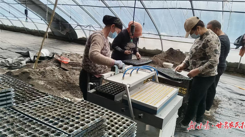 图为工人正在育苗