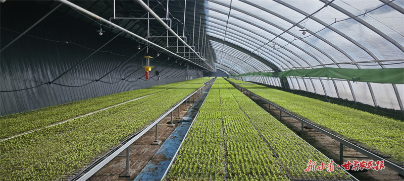 图为长势喜人的辣椒苗