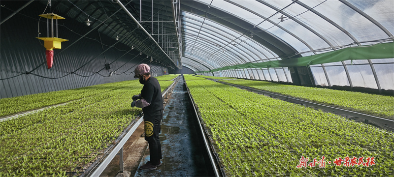 图为工人们正在检查苗床上的出苗情况