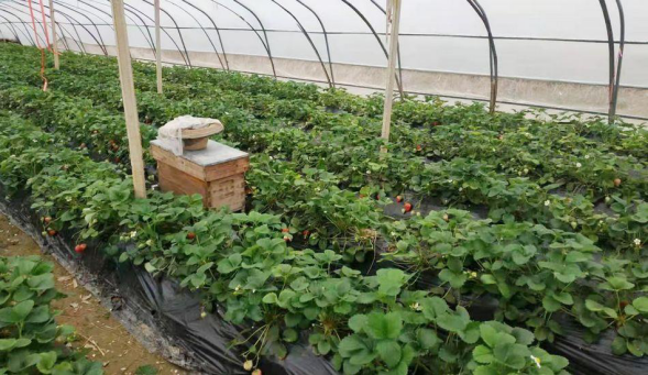 武山县:大棚里的小蜜蜂 助农增产又增收21.png