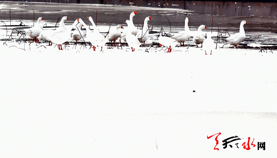 1515486272140490.jpg IMG10c37ba11e9c46540423737.jpg