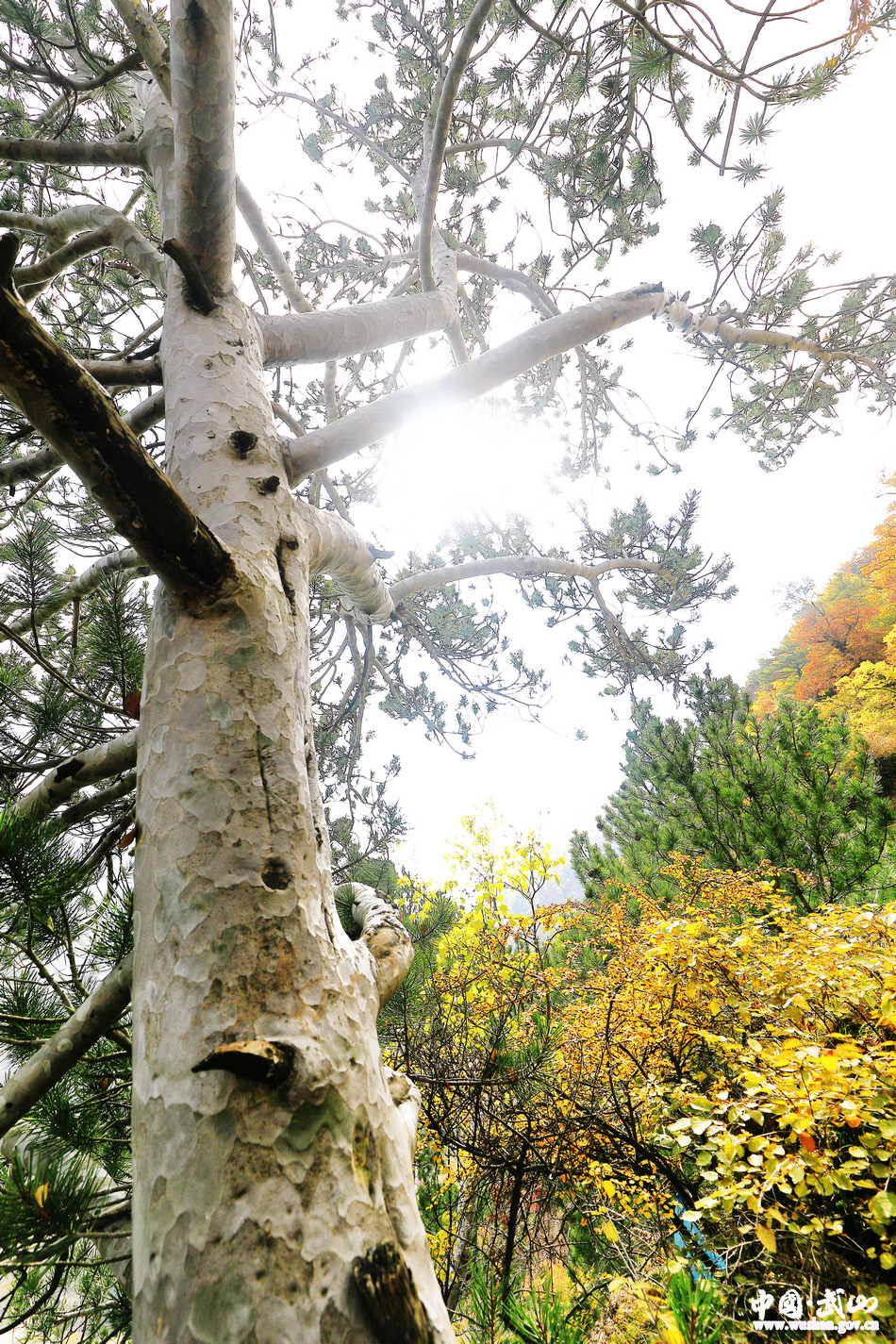 1509677020501750.jpg 9.jpg