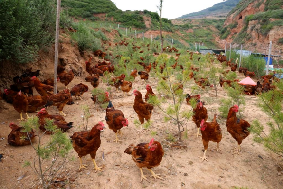 武山县滩歌镇关庄村:养殖“跑山鸡” 激活撂荒地101.png