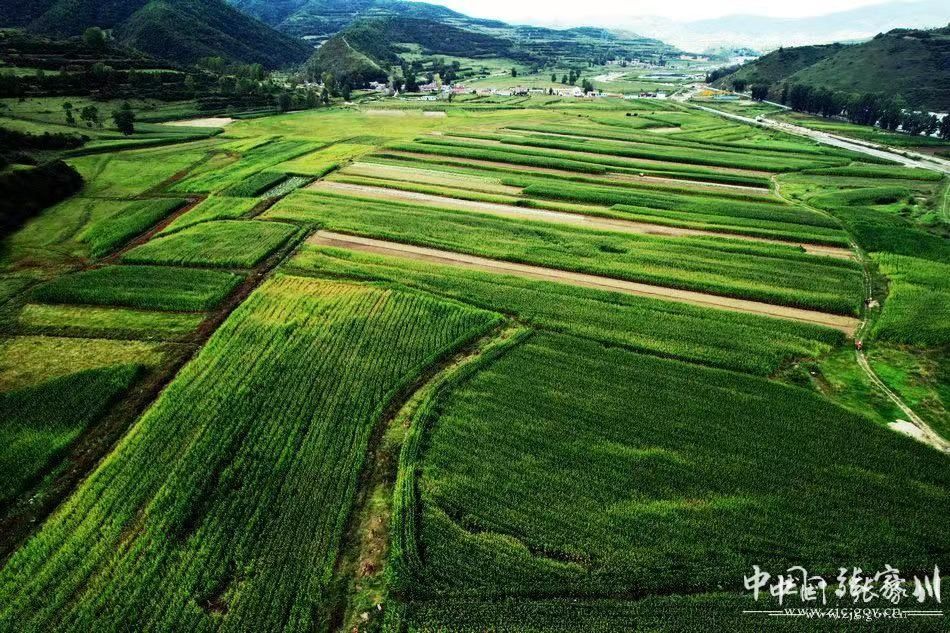 张家川县发展现代饲草产业助推乡村产业振兴