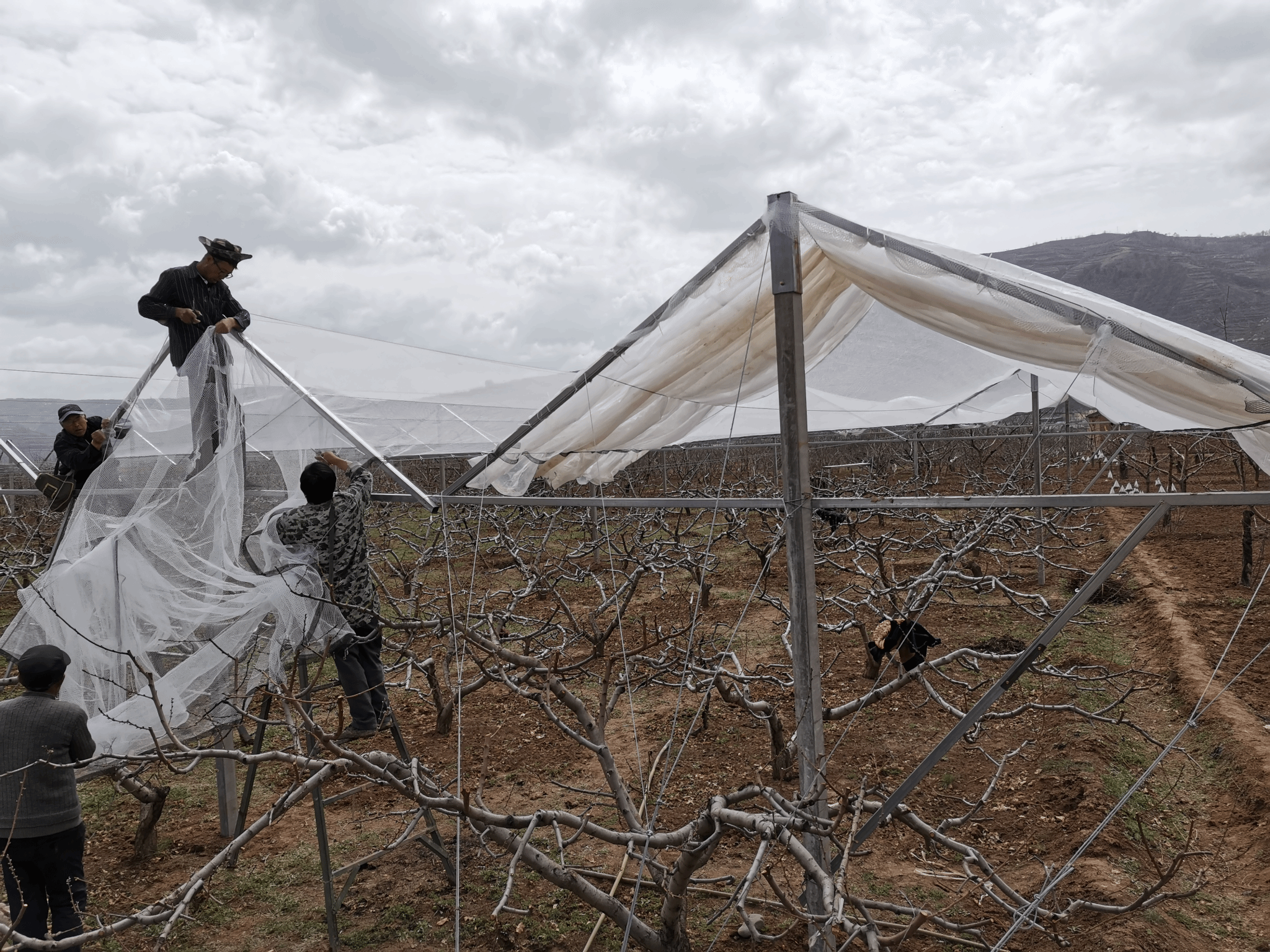 通过科学规划,高标准打造优质果园示范基地,2023年在魏店镇陈庄村果园