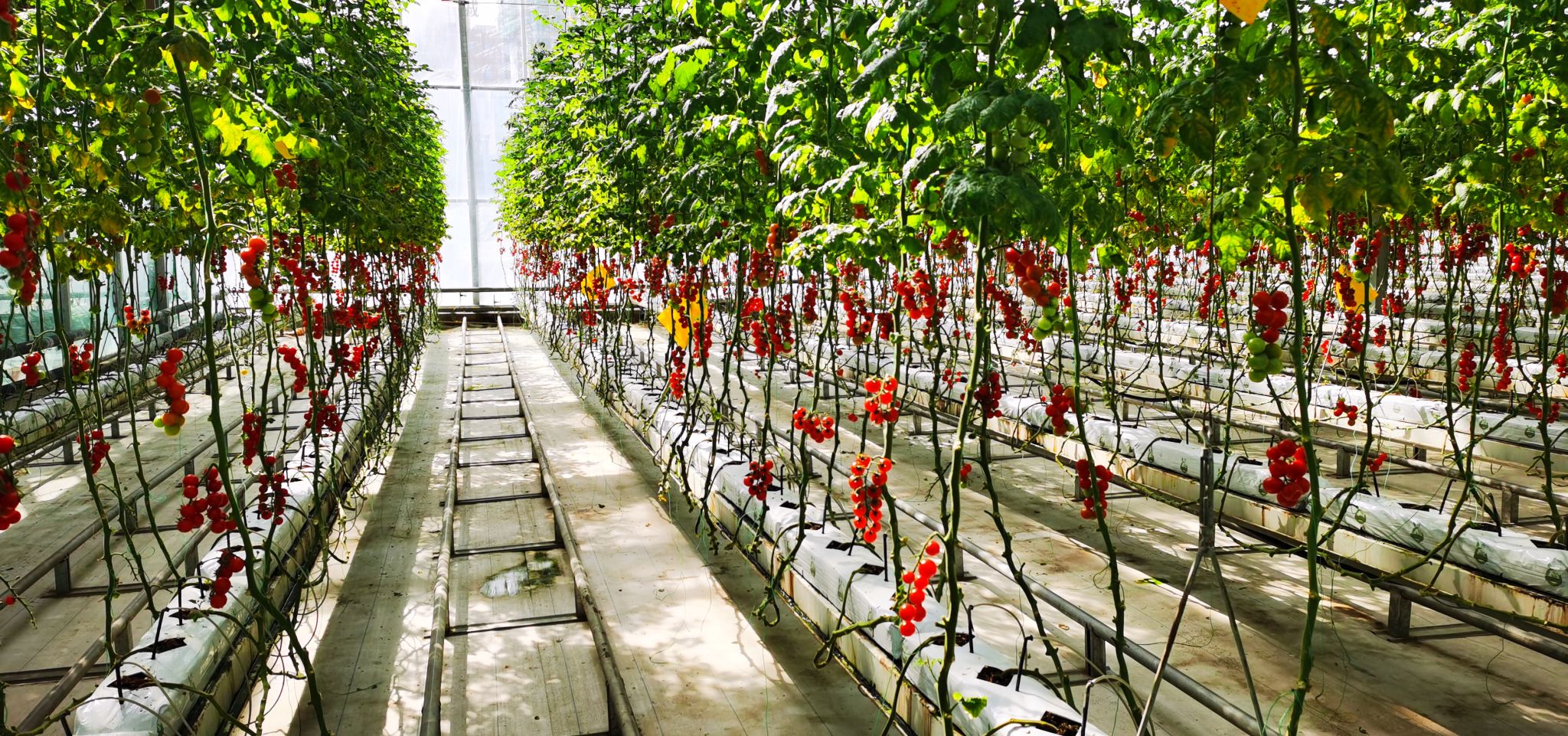 天水市农科所选育的天油19号通过非主要农作物品种登记