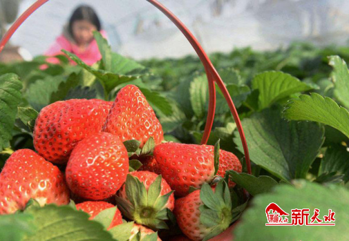 235484880_b8d5b039-2602-4085-bc28-7fec4abbeb76_batchwm.png 235484880_b8d5b039-2602-4085-bc28-7fec4abbeb76_batchwm.png