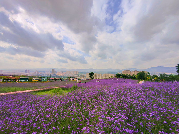 丁香花海.jpg 丁香花海.jpg