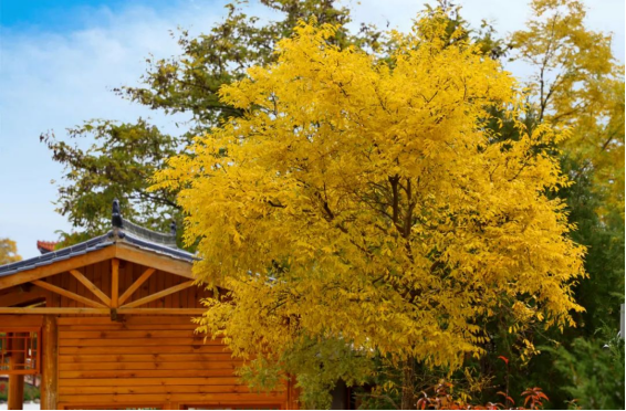 木梯寺的秋,是梦回千年的穿越111.png 木梯寺的秋,是梦回千年的穿越111.png