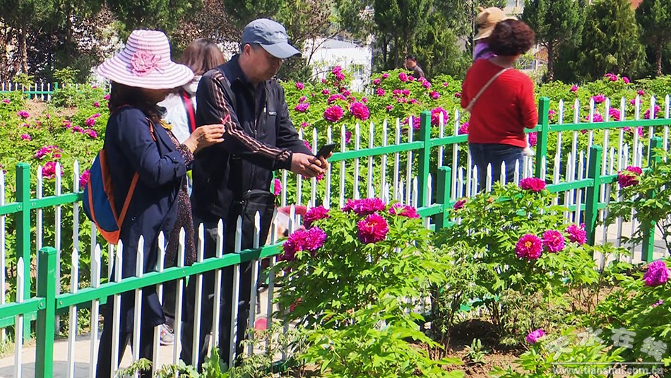 1557369030402777.jpg 牡丹3.jpg