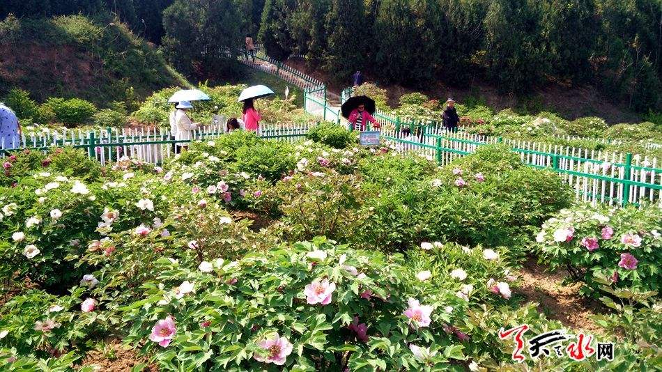 1588680450686399.jpg 秦州牡丹.jpg