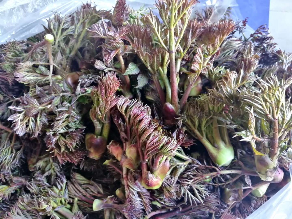 1588680683783866.jpg 五.jpg