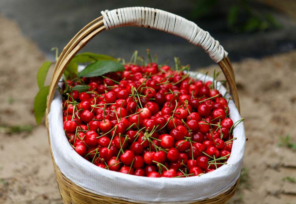 天水大樱桃.jpg 天水大樱桃.jpg