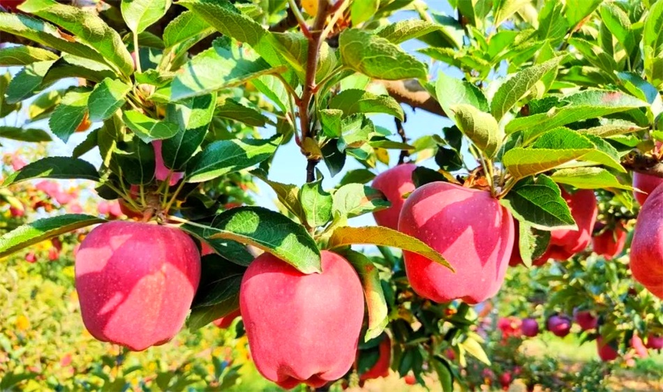 花牛苹果.jpg 花牛苹果.jpg