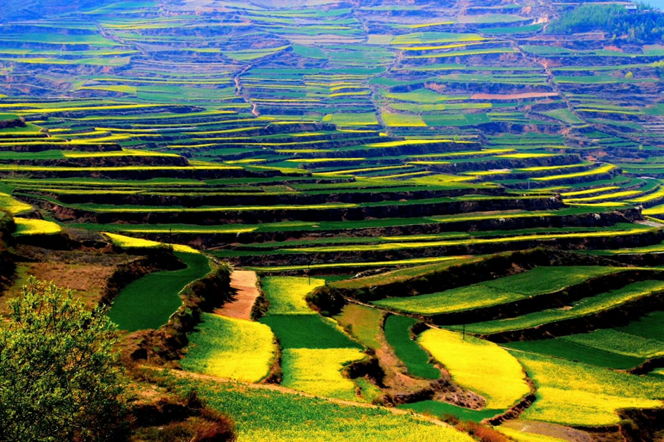 1588841697876342.jpg 油菜花节信息mmexport1587794668773.jpg