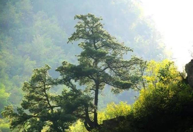 老君山4.jpg 老君山4.jpg